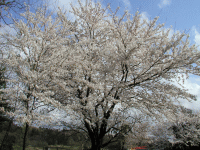 桜